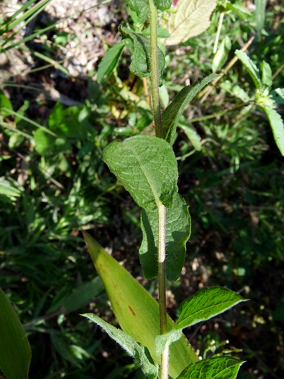 {Heterotheca latifolia}